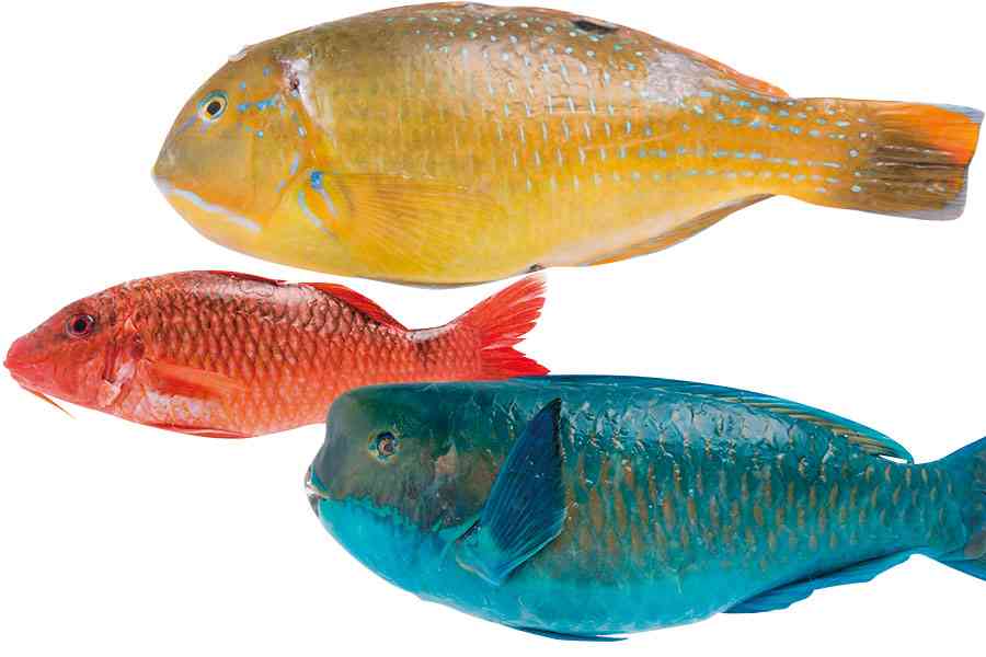 焼き魚　何が好きですか？