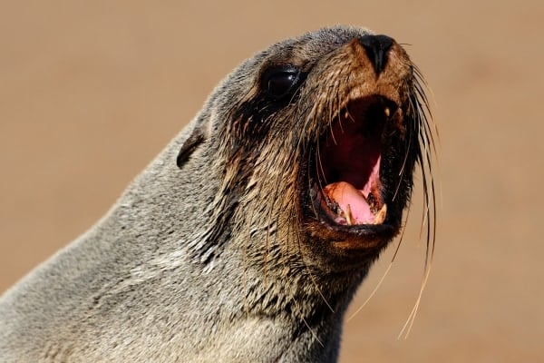 【海から来る狂犬病の恐怖】感染海獣が広がり次々と海水浴客を襲う！ (2/2) - ナゾロジー