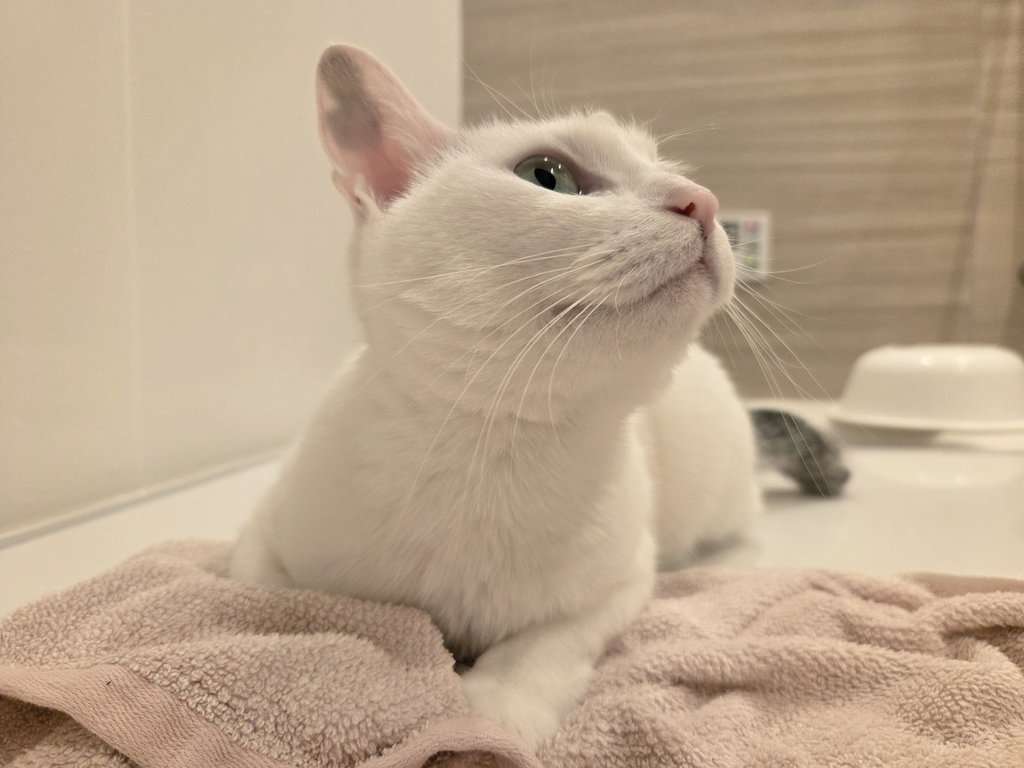 「ささみを茹でた後に冷ましてたら猫に茹で汁を盗まれた」水分補給のためのアイデアとして定評があり、感謝してる飼い主さんが多数いた
