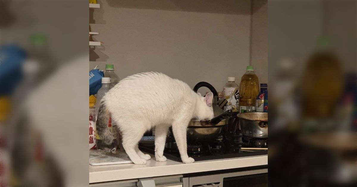 「ささみを茹でた後に冷ましてたら猫に茹で汁を盗まれた」水分補給のためのアイデアとして定評があり、感謝してる飼い主さんが多数いた - Togetter