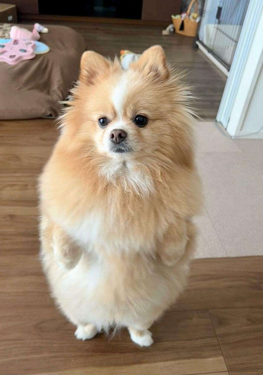 旅館で「提供された食事を見た犬」がフリーズ…　「可愛い理由」にホッコリ