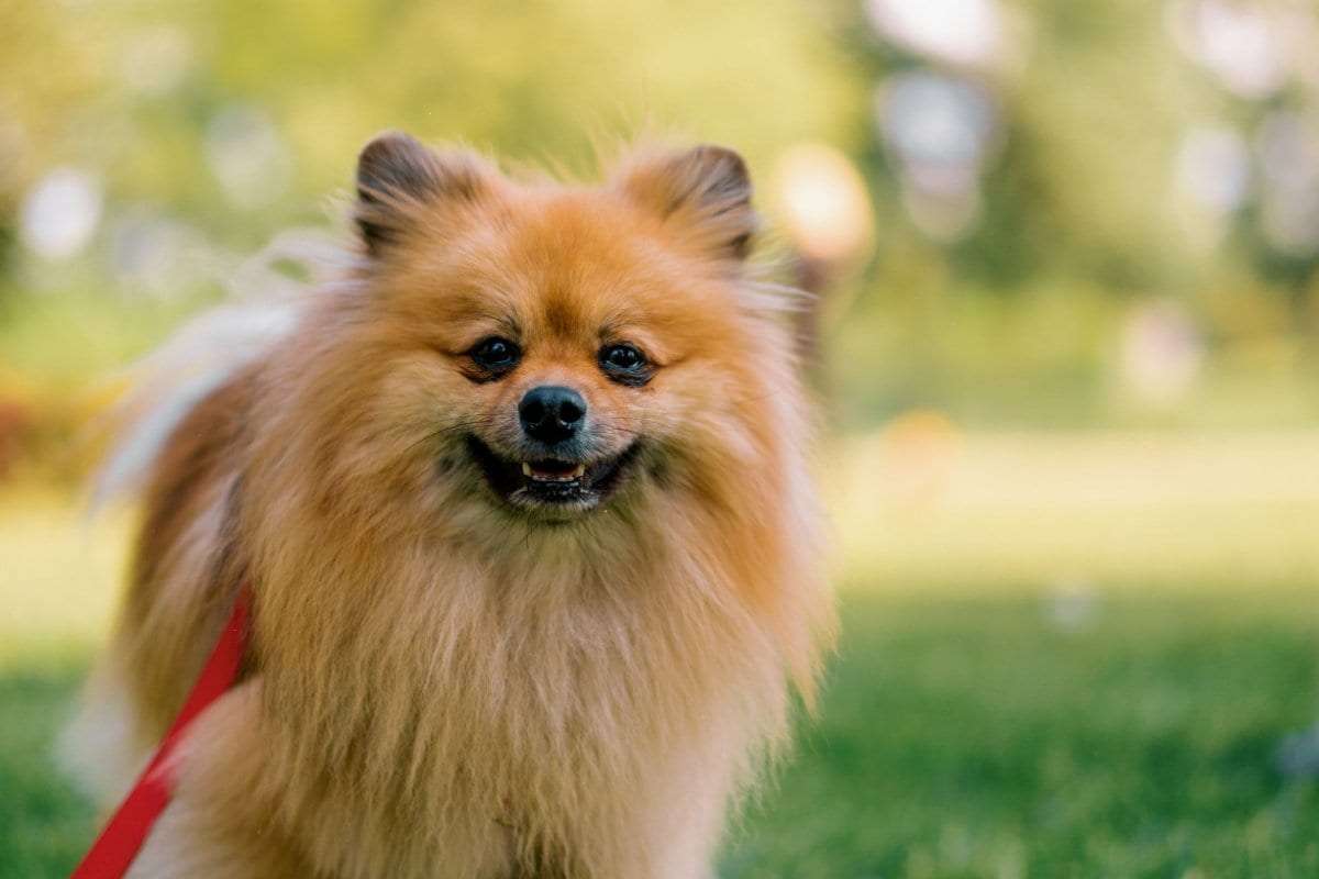 旅館で「提供された食事を見た犬」がフリーズ…　「可愛い理由」にホッコリ | LIMO | くらしとお金の経済メディア