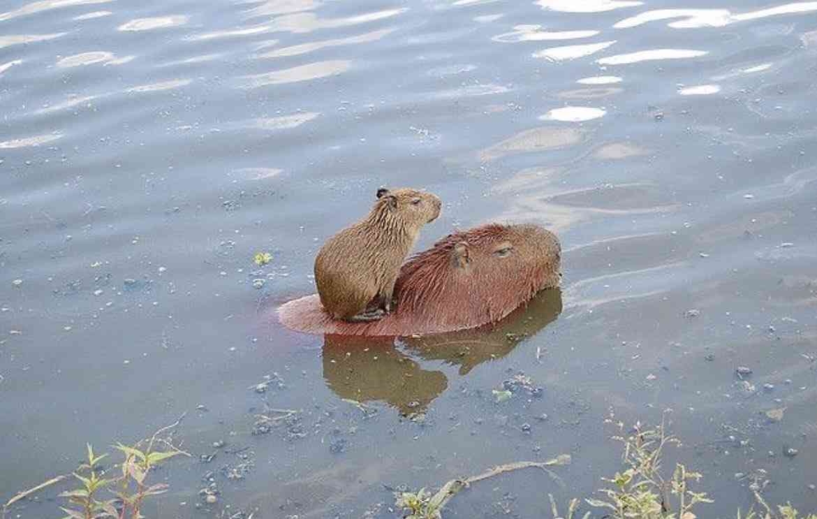 がるちゃん動物園