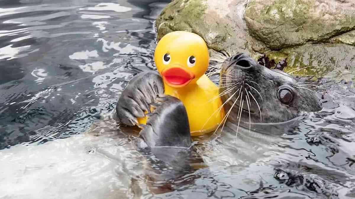 好き好き黄色い子！アヒルのおもちゃに夢中なアザラシ | カラパイア