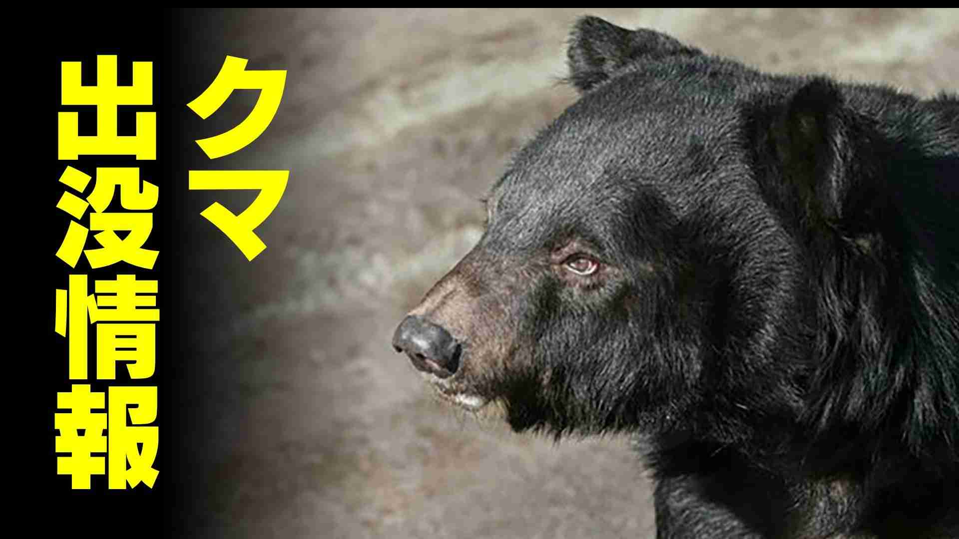 【速報】40代女性 クマに襲われたか　住宅街で犬の散歩中…顔に引っかき傷　命に別状なし　富山市森（チューリップテレビ） - Yahoo!ニュース