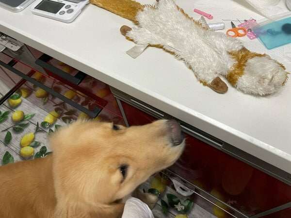 壊れてしまった「お気に入りのおもちゃ」を心配そうに見つめる犬が切ない…その後を飼い主に聞いた｜FNNプライムオンライン
