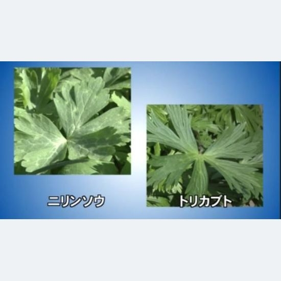 山林で採取した植物を誤食　トリカブトによる食中毒で80代男性死亡　ニリンソウと勘違い　北海道