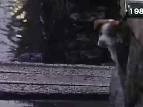 サントリーウイスキー トリス 「雨と子犬」 360p]