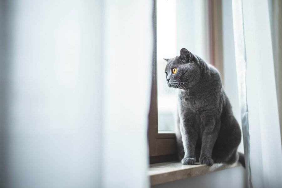 「猫を1日放置した飼い主からは罰金を徴収」スウェーデンで、新たな規制が始まる | ねこちゃんホンポ