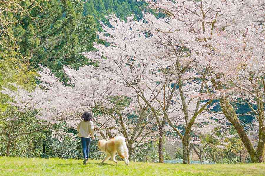 「何かあったらどうするのか」子どもが大型犬に投石、