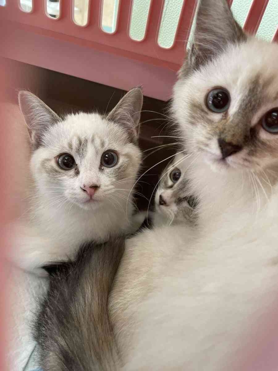 「沖縄のシャム猫は通年温かく過ごすので成長してもあまり焦げない」と言われたのだが、本当？→遺伝子の面白さを感じる地域別シャム猫画像集