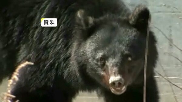 クマに襲われたか…ヤギの死がい見つかる　爪のようなもので引き裂かれた跡　岩手・一関市｜FNNプライムオンライン