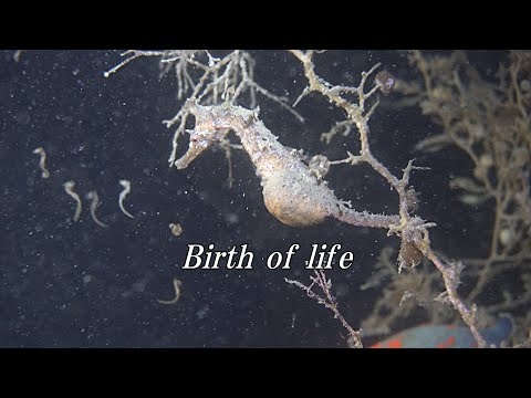 【感動】タツノオトシゴの仲間「ヒメタツ」産卵行動から出産ハッチアウトまで　Birth oflife