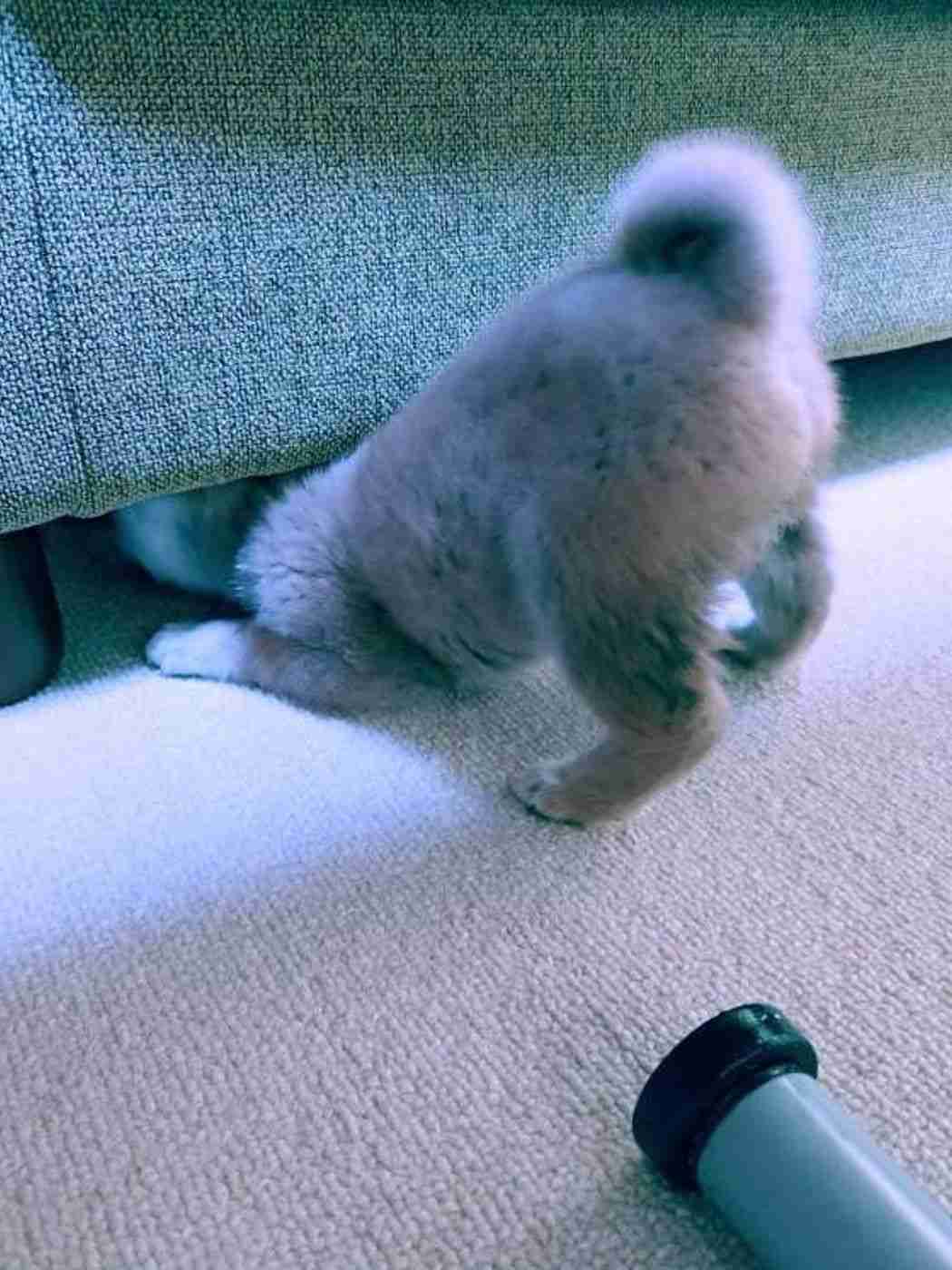 コメントを付けて動物の画像を貼っていくトピ