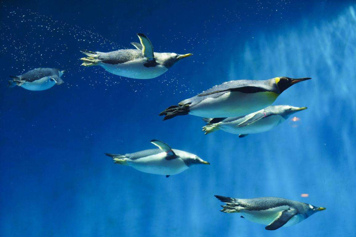 【動物園・水族館】好きな生き物を教えて