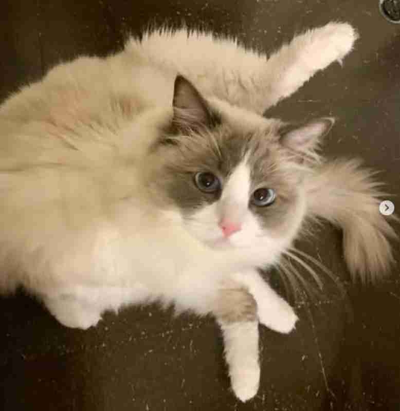 【愛猫の安否がわかった！】遠野なぎこ「自宅から女性の変死体」事件、警察関係者が「怖がって出て来ない」と報告