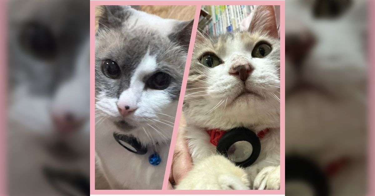 保護猫の里親募集に問い合わせしたら、部屋の間取りから年収、後見人、マイナンバーまで聞かれたうえに心を抉るような質問をされて言葉に詰まってしまった - Togetter
