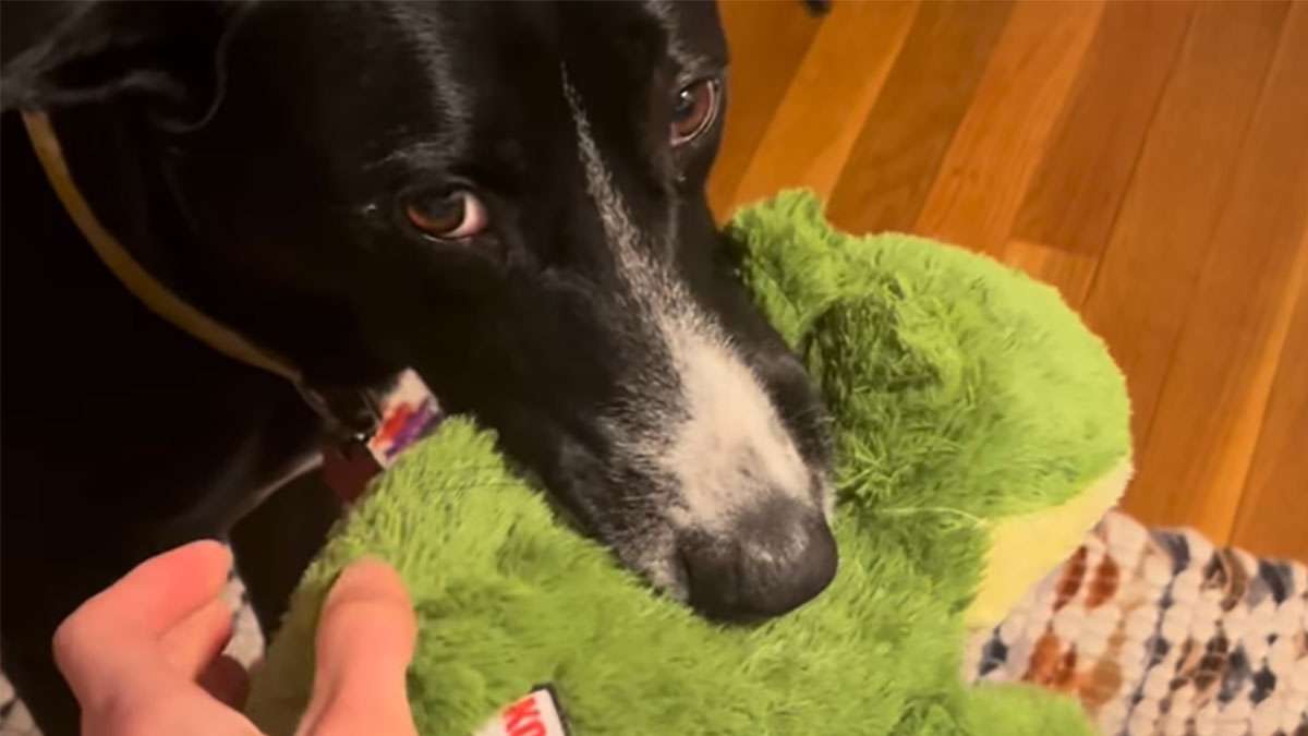 裁縫を始めると愛犬が毎回ぬいぐるみを持ってきて、緊急手術を要求するかわいさよ
