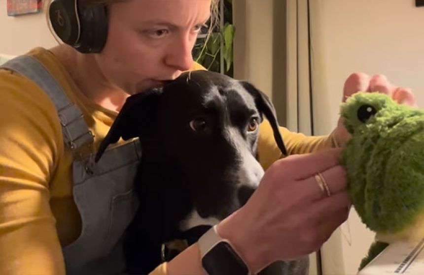 裁縫を始めると愛犬が毎回ぬいぐるみを持ってきて、緊急手術を要求するかわいさよ