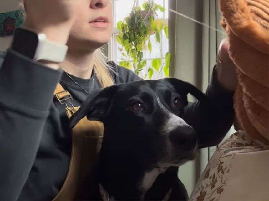 裁縫を始めると愛犬が毎回ぬいぐるみを持ってきて、緊急手術を要求するかわいさよ