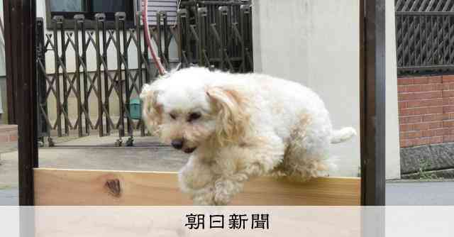 小型犬でもワンダフルなお仕事　警察犬の犬種、10年で1.7倍に