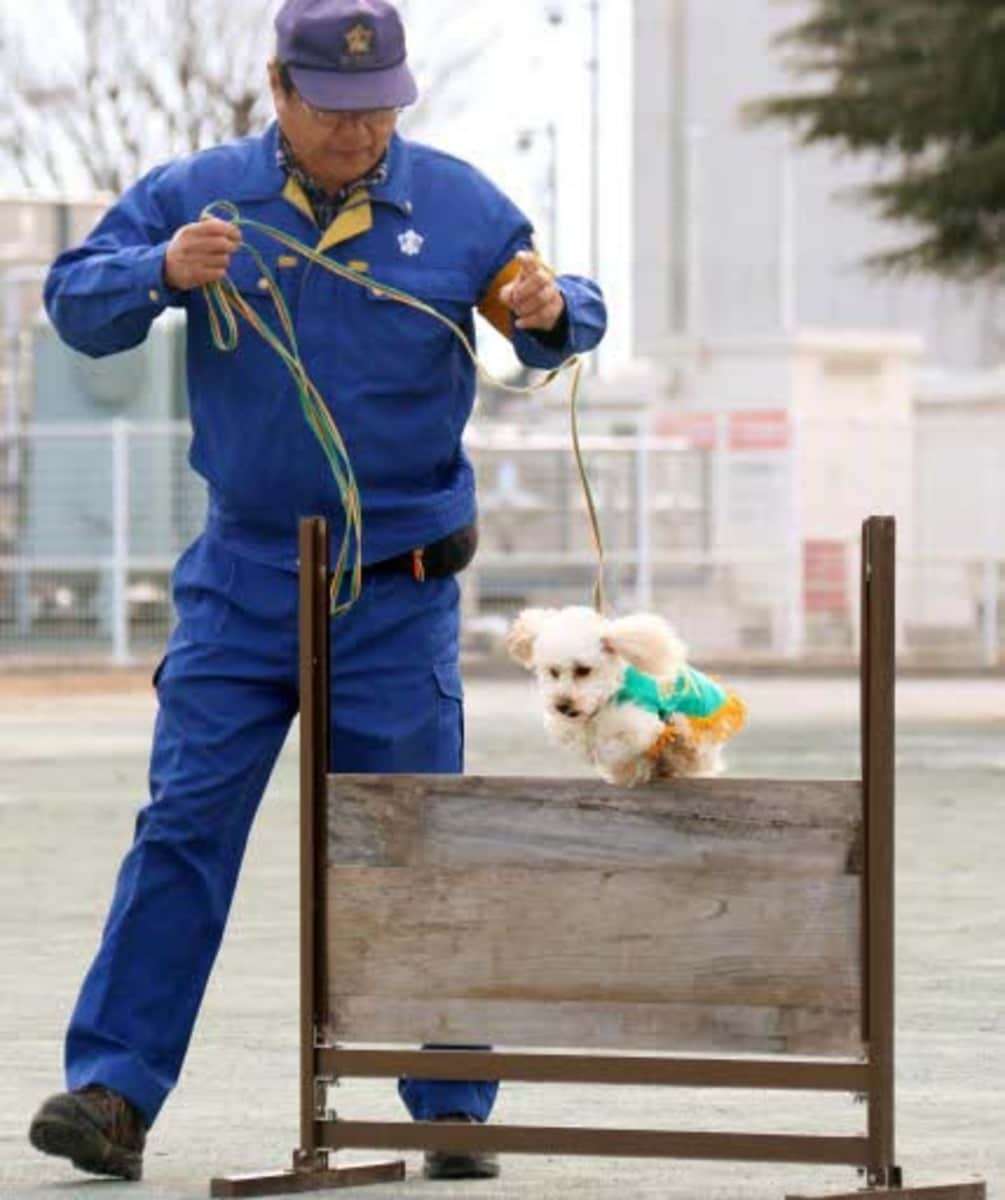 コメントを付けて動物の画像を貼っていくトピ