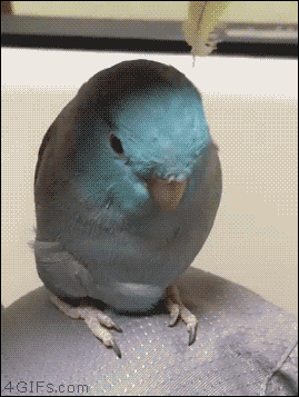 何度見ても飽きない画像を貼るトピ Part10