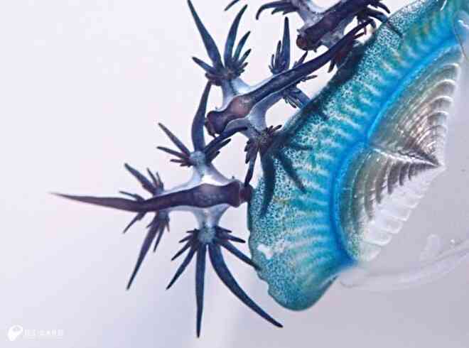 青い天使は悪魔の手を持つ | えのすいトリーター日誌 | 新江ノ島水族館