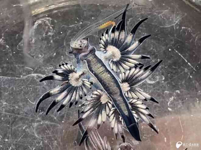 【動物園・水族館】好きな生き物を教えて