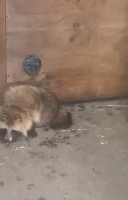 たぬき!狸!Tanuki!Part8