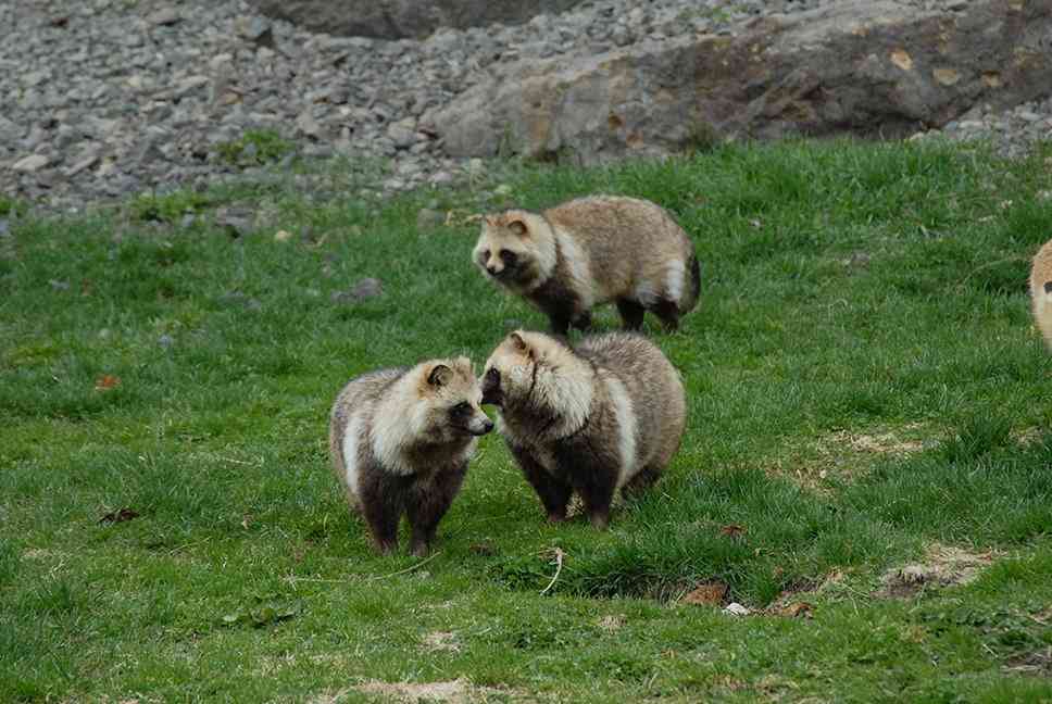 狸について知ってる事