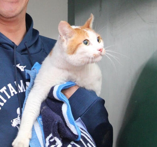 【西武】ネコが球場侵入で若獅子の顔ゆるむ　本拠地ベルーナドーム２軍戦にリアル「べるーにゃ」