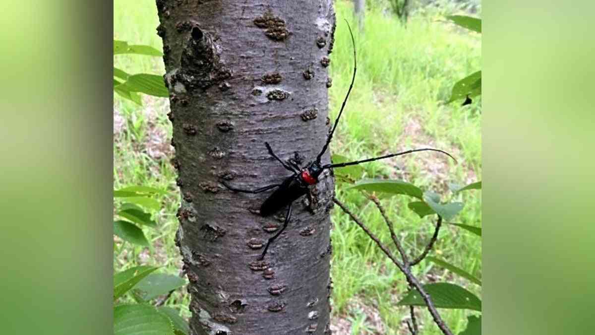 特定外来生物のカミキリでサクラ枯れる被害が急拡大、駆除した成虫の捕獲数上位20人にアマゾンギフト券…大阪府参加型イベント開催へ : 読売新聞