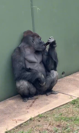 名古屋市東山動植物園、イケメンゴリラ「シャバーニJr.」が父超えの“色男”にファン興奮 広報語る今後の“方針”
