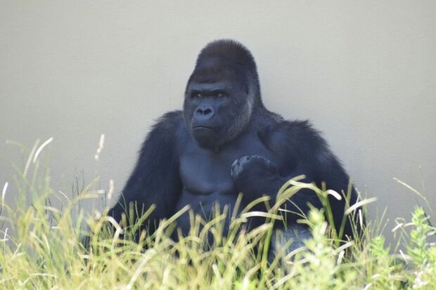 名古屋市東山動植物園、イケメンゴリラ「シャバーニJr.」が父超えの“色男”にファン興奮 広報語る今後の“方針”