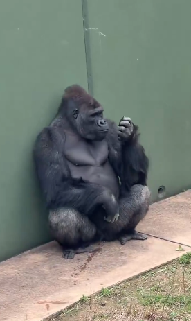 名古屋市東山動植物園、イケメンゴリラ「シャバーニJr.」が父超えの“色男”にファン興奮 広報語る今後の“方針”