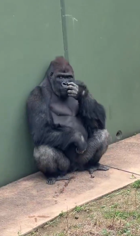 名古屋市東山動植物園、イケメンゴリラ「シャバーニJr.」が父超えの“色男”にファン興奮 広報語る今後の“方針”