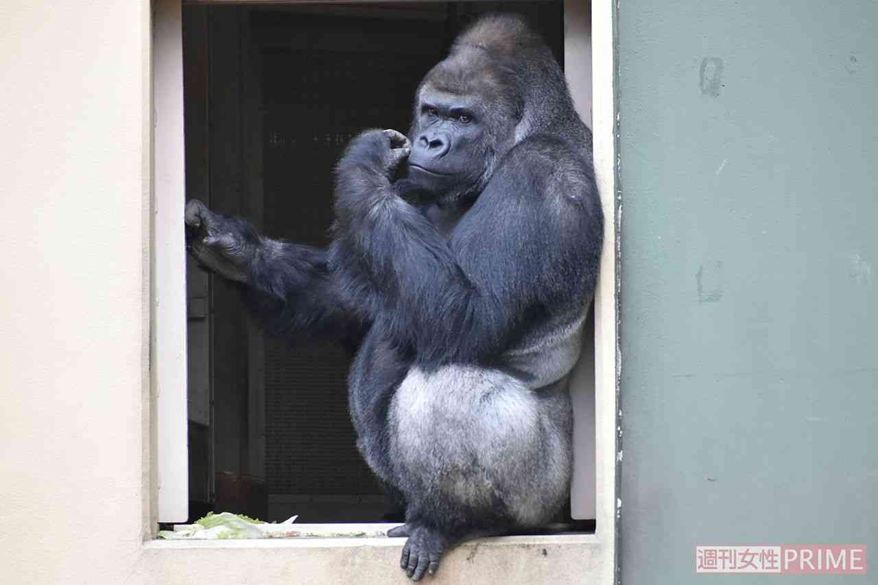 名古屋市東山動植物園、イケメンゴリラ「シャバーニJr.」が父超えの“色男”にファン興奮 広報語る今後の“方針”