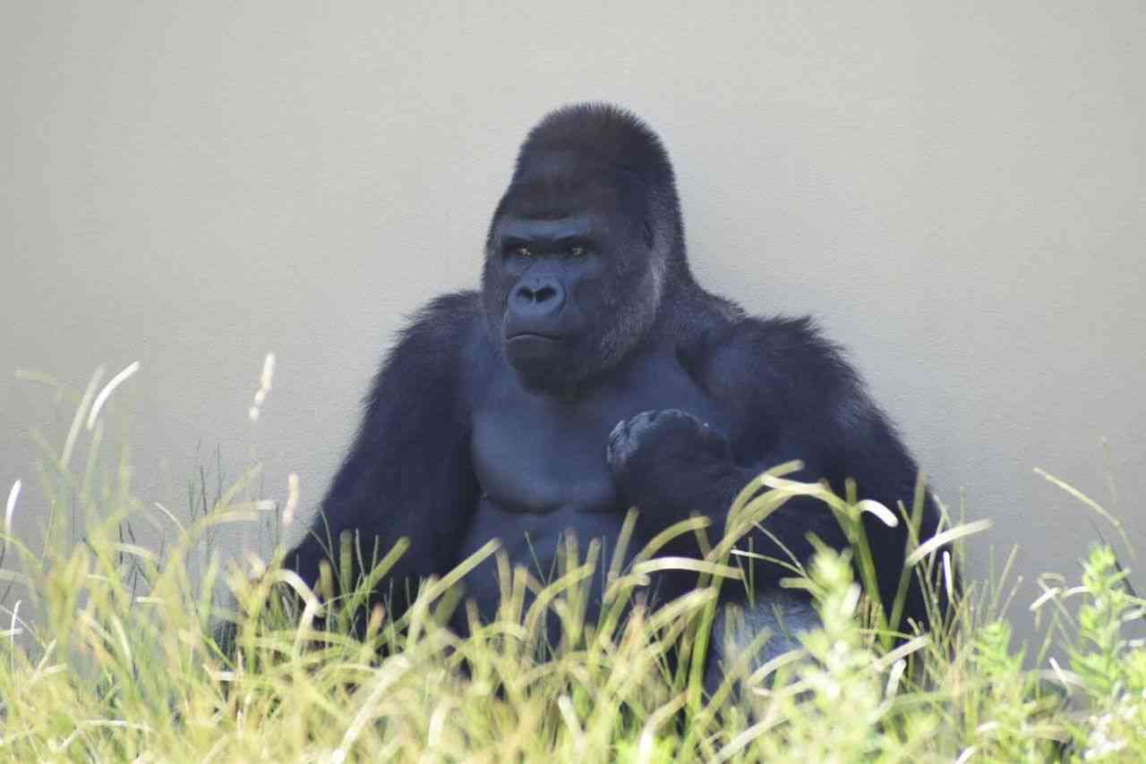 名古屋市東山動植物園、イケメンゴリラ「シャバーニJr.」が父超えの“色男”にファン興奮　広報語る今後の“方針” | 週刊女性PRIME