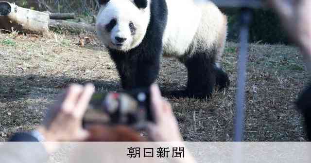 パンダ再来日で中国に働きかけは「必要ない」70%　朝日世論調査 [パンダ返還]：朝日新聞
