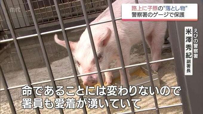 “路上で雨の中寒そうに歩いていた”異例の落とし物は体長50センチの子豚 期限迫るも署員は愛着