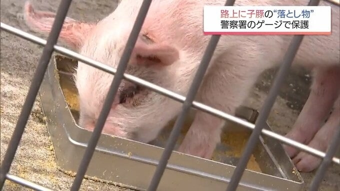“路上で雨の中寒そうに歩いていた”異例の落とし物は体長50センチの子豚 期限迫るも署員は愛着