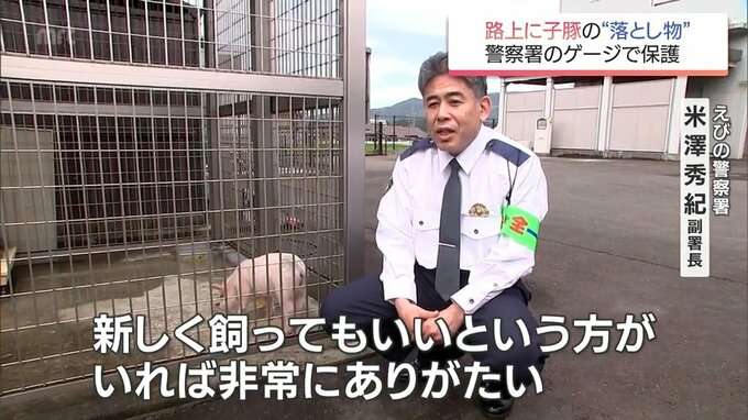 “路上で雨の中寒そうに歩いていた”異例の落とし物は体長50センチの子豚 期限迫るも署員は愛着