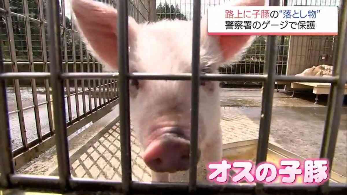 “路上で雨の中寒そうに歩いていた”異例の落とし物は体長50センチの子豚 期限迫るも署員は愛着 | TBS NEWS DIG