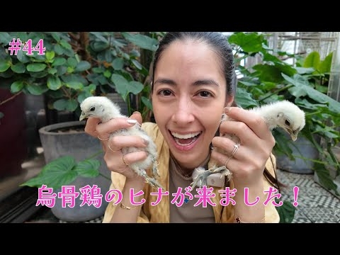 #44 烏骨鶏のヒナが来ました！／Welcoming our new family！