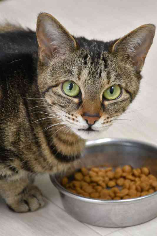 なぜ猫は餌を残すのか?　猫12匹の食事で見えた理由　岩手大（毎日新聞） - Yahoo!ニュース