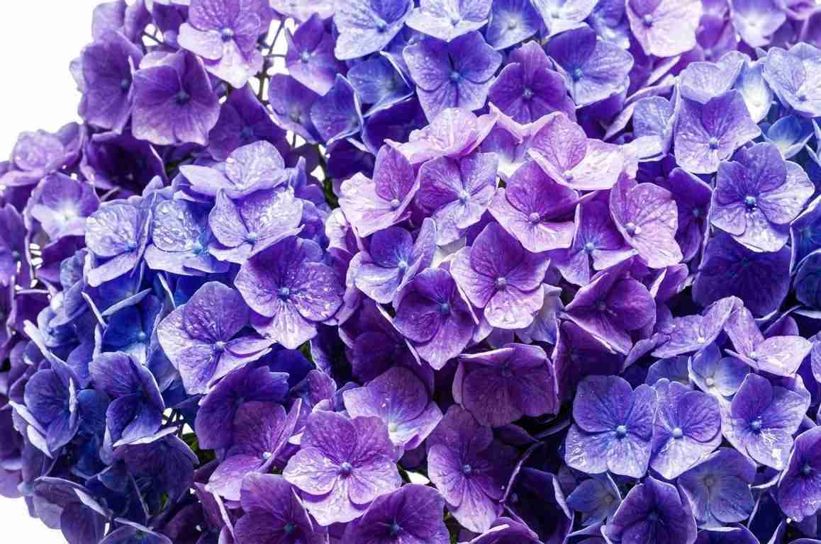 【肯定派と話したい】医療幇助による死【安楽死】