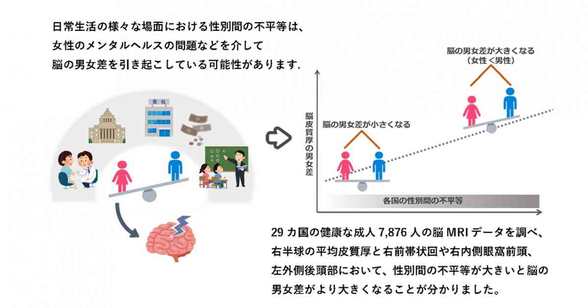 男女間の不平等と脳の性差―男女間の不平等は脳構造の性差と関連する― | 京都大学
