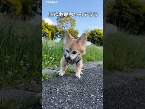 １９歳チワワ今日も元気に散歩だよ【うちのわんこ】 #shorts