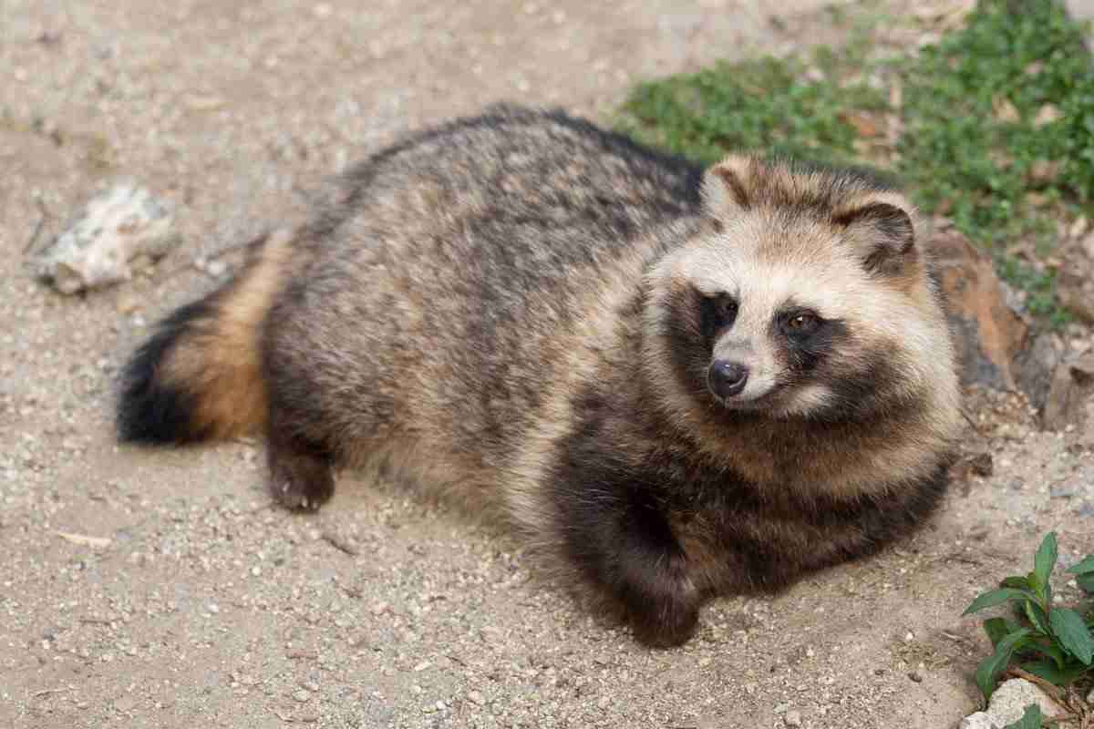 たぬき!狸!Tanuki!Part8